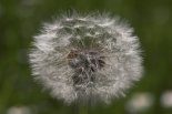 th_01111pusteblume.jpg